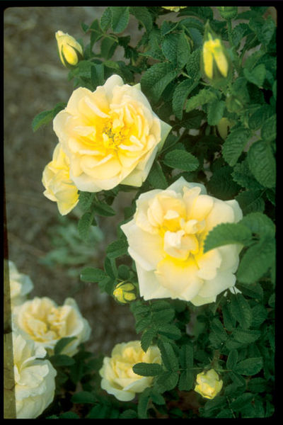 'Rosa' Rugelda Pavement Rose