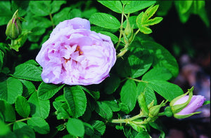'Rosa' Snow Pavement Rose