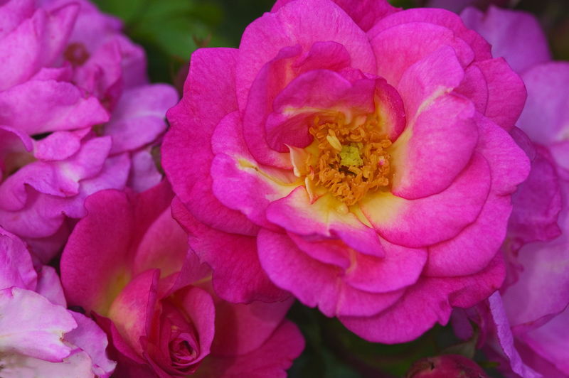 'Rosa' Easy El.® Sunrise Sunset Rose