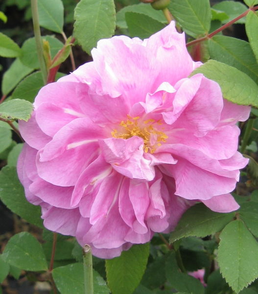 'Rosa' Therese Bugnet Rose