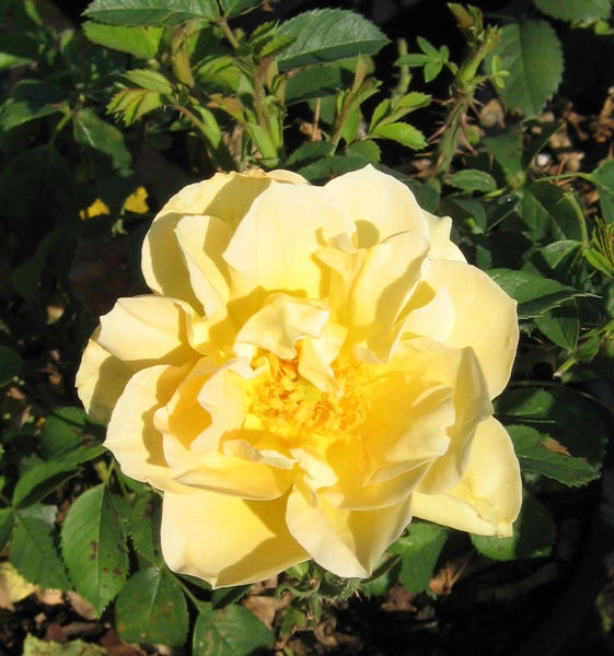 'Rosa' Topaz Jewel Rose