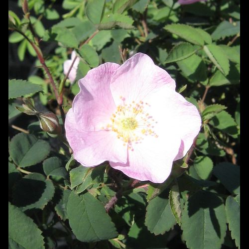 'Rosa' Woods Rose