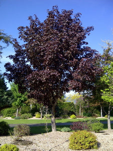 'Acer' Royal Red Maple Tree