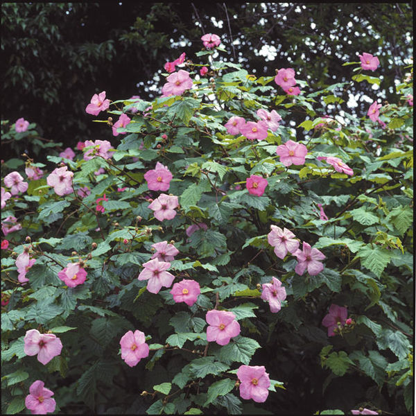 'Rubus' Flowering Raspberry