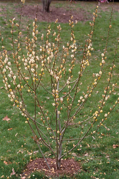 'Salix' Pussy Willow