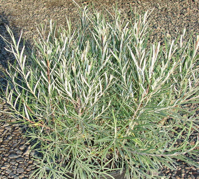 'Salix' Rosemary Willow