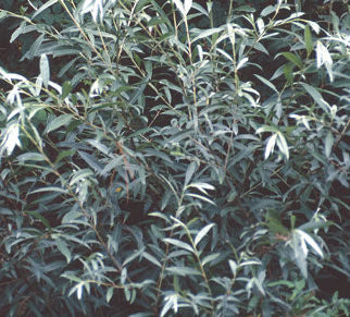 'Salix' Sandbar Willow