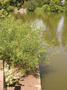 'Salix' Shining Willow