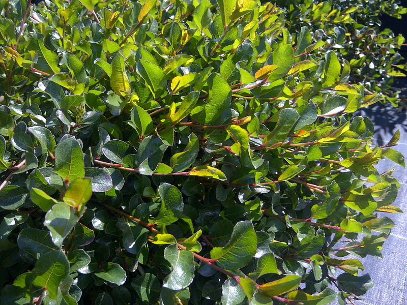 'Salix' Creeping Willow