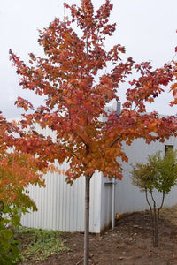 'Acer' Scarlet Jewel™ Maple Tree