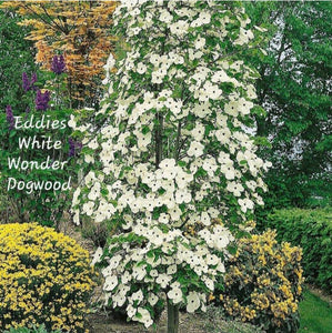 'Cornus' Eddies White Wonder Dogwood Tree