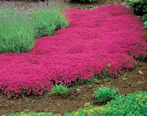 'Thymus' Red Creeping Thyme