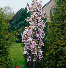 Load image into Gallery viewer, &#39;Prunus&#39; Amanogawa Columnar Cherry Blossom Tree

