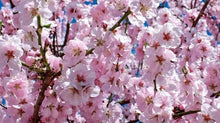 Load image into Gallery viewer, &#39;Prunus&#39; Amanogawa Columnar Cherry Blossom Tree
