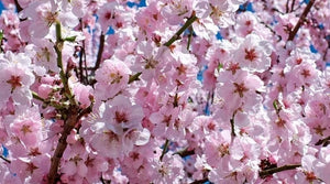 'Prunus' Amanogawa Columnar Cherry Blossom Tree