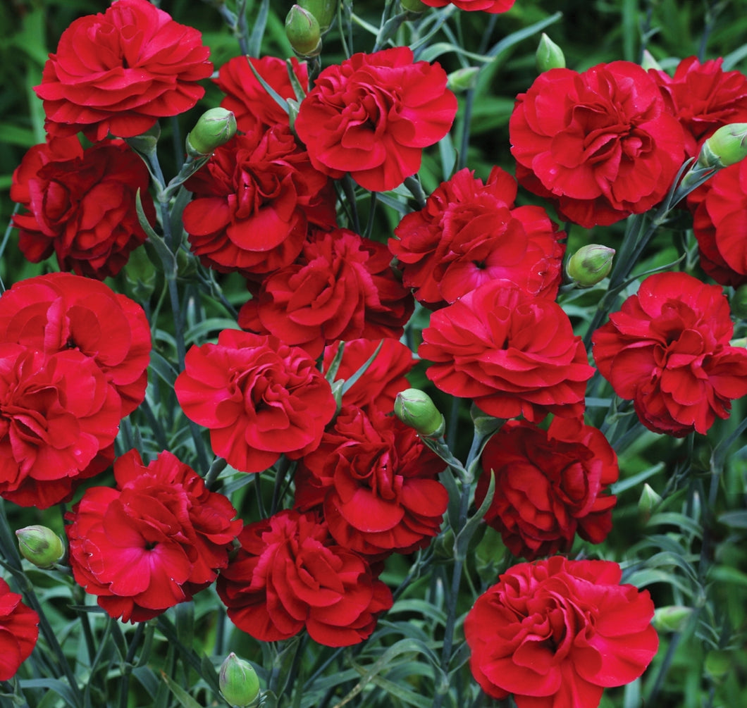 'Dianthus' Passion, Scent First® Series