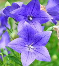 Load image into Gallery viewer, &#39;Platycodon&#39; POP STAR™ Blue Balloon Flower
