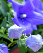 Load image into Gallery viewer, &#39;Platycodon&#39; POP STAR™ Blue Balloon Flower
