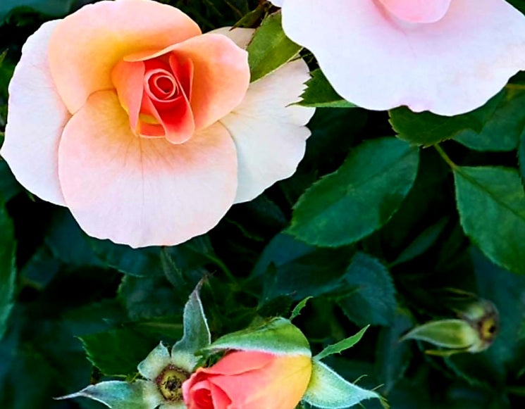 'Rosa' Chinook Sunrise™ Rose