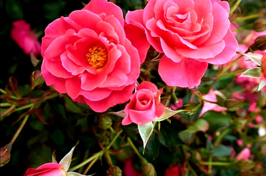'Rosa' Aurora Borealis™ Rose
