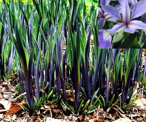 'Iris' Purple Flame