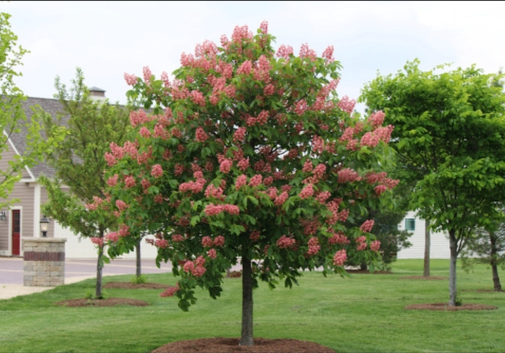 'Aesculus' Fort McNair Horse Chestnut Tree