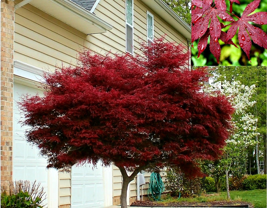 'Acer' Emperor One™ Japanese Maple Tree