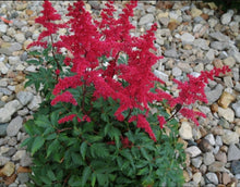 Load image into Gallery viewer, &#39;Astilbe&#39; Fanal

