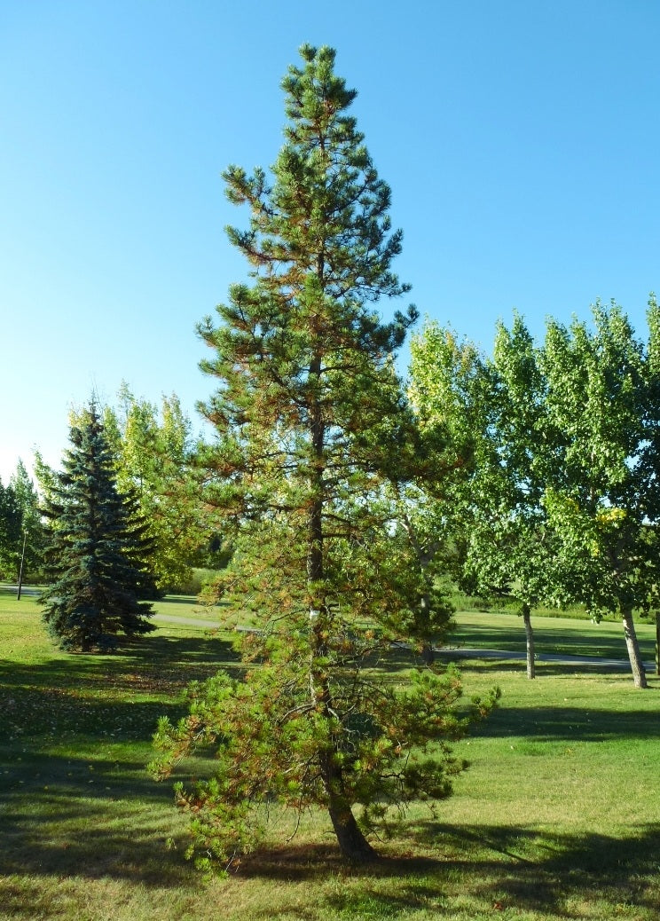 'Pinus' Jack Pine Tree