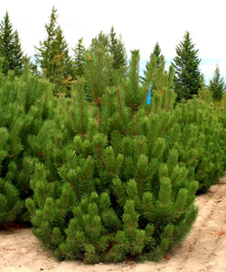 'Pinus' Swiss Mountain Pine