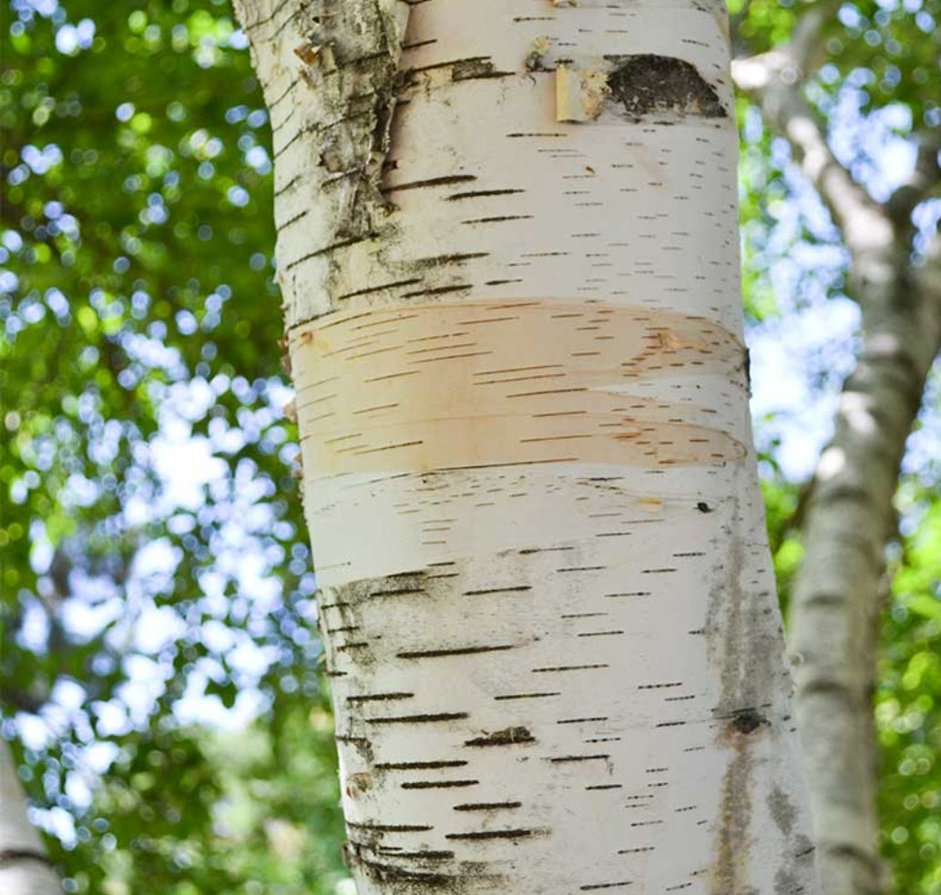 'Betula' Paper Birch Tree
