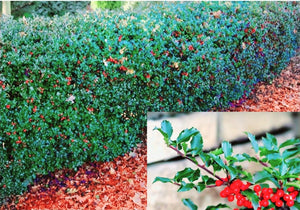 'Ilex' Princess/Prince Blue Holly Combo (Male And Female In 1 Pot)
