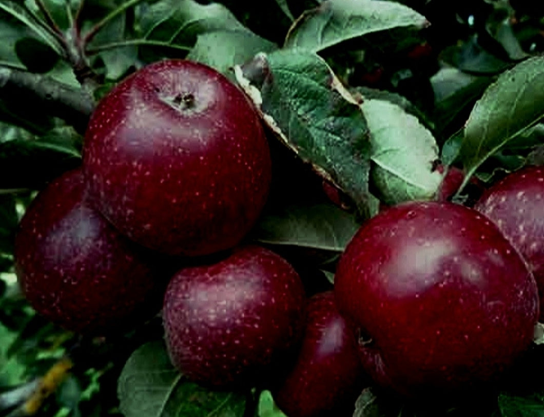 'Malus' Kingston Black Single Varietal Vintage Cider Apple Tree