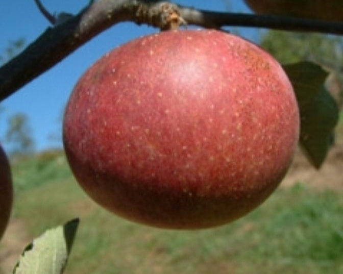 'Malus' Dabinett Dwarf Single Varietal Vintage Cider Apple Tree
