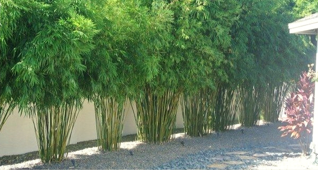 'Fargesia' Green Panda Cold Hardy Clumping Bamboo (Non Invasive)