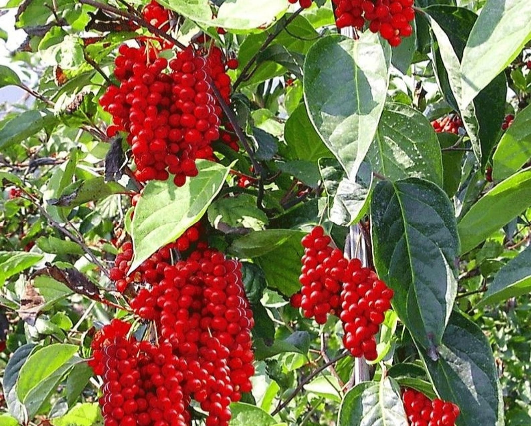 'Schisandra' Berry Vine (Five Flavor Berry)