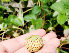 Load image into Gallery viewer, &#39;Fragaria&#39; Pineberry White Strawberry, Well Established Clump
