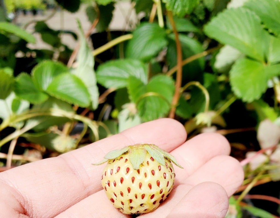 'Fragaria' Pineberry White Strawberry, Well Established Clump