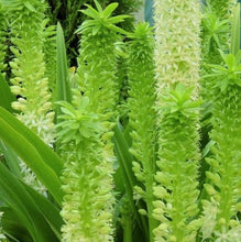 Load image into Gallery viewer, &#39;Eucomis&#39; Tugela Jade Pineapple Lily
