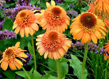 Load image into Gallery viewer, &#39;Echinacea&#39; Supreme™ Cantaloupe Coneflower
