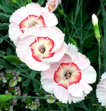 Load image into Gallery viewer, &#39;Dianthus&#39; American Pie™ Georgia Peach
