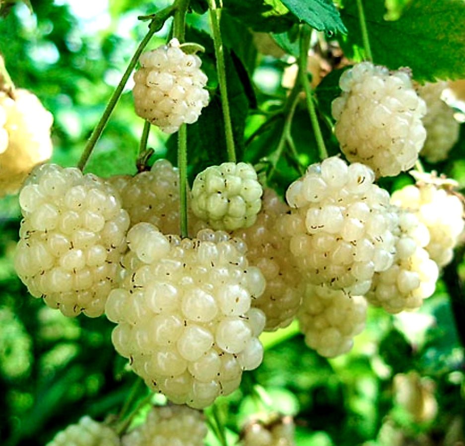 'Rubus' Polar Berry Blackberry