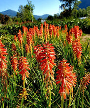 Load image into Gallery viewer, &#39;Kniphofia&#39; &quot;Redhot Popsicle&quot; Red Hot Pokers
