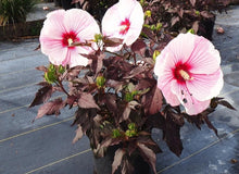 Load image into Gallery viewer, &#39;Hibiscus&#39; Starry Starry Night (Hardy/Perennial Hibiscus)
