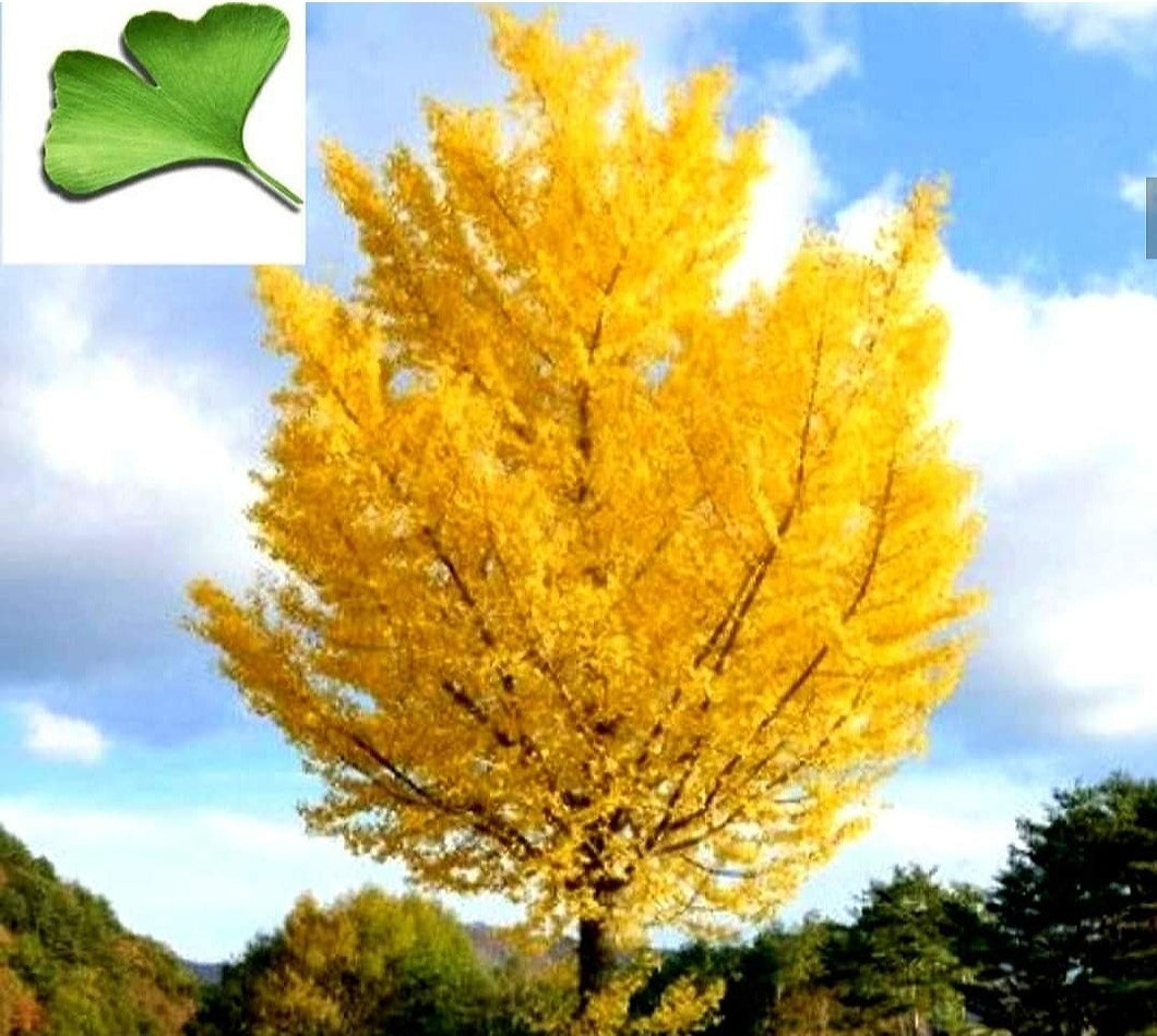 'Ginkgo' Autumn Gold Maidenhair Tree