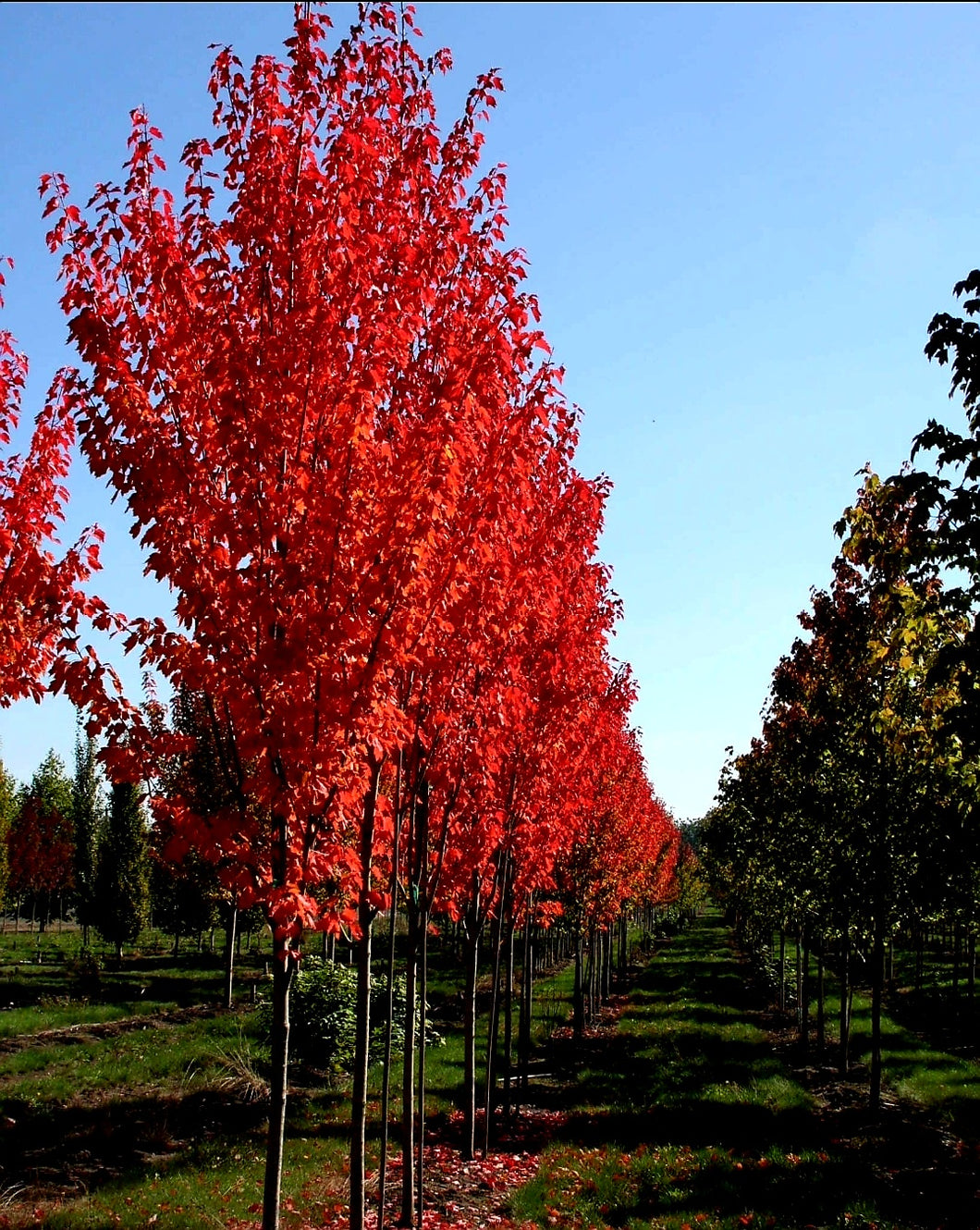 'Acer' Red Rocket Columnar Maple Tree