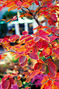 'Amelanchier' Autumn Brilliance Serviceberry Tree