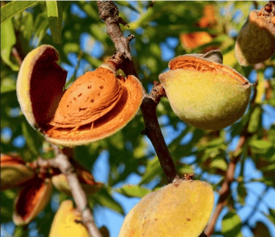 'Prunus Dulcis' Halls Hardy Almond Tree