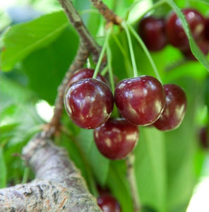'Prunus' Bing Cherry Tree
