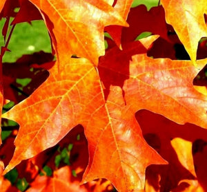 'Acer' Fall Fiesta Sugar Maple Tree